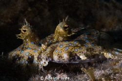 Resting Peakcock Flounder by Adeline Wee 